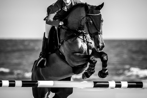 Foto competencia ecuestre de salto de caballos muestra fotografía temática de salto