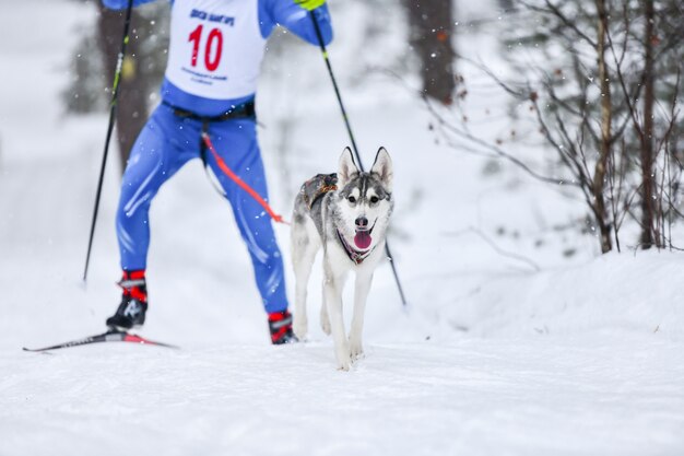 Foto competencia de esquí de perros