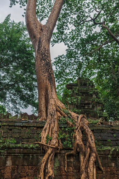 Foto complejo de angkor wat