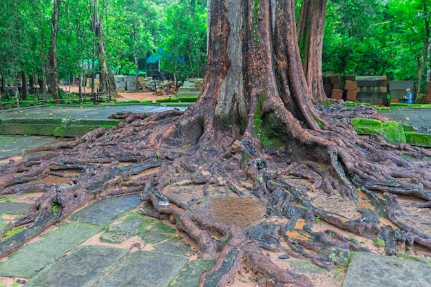 Complexo de Angkor Wat