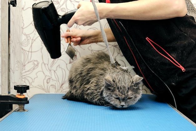 Comportamento calmo de um gato durante a secagem com um secador de cabelo em um salão de animais