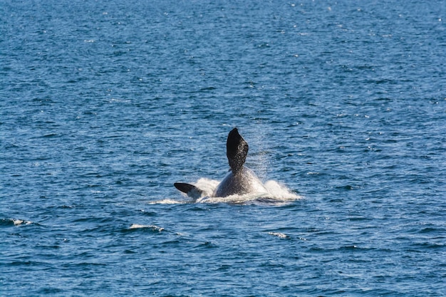 Comportamento de salto de baleia na Península Valdés Patagônia Argentina