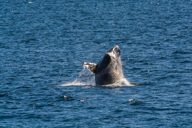 Comportamento de salto de baleia na Península Valdés Patagônia Argentina