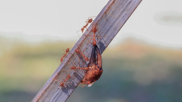 Foto comportamiento de las hormigas las hormigas obreras están allí trabajando.