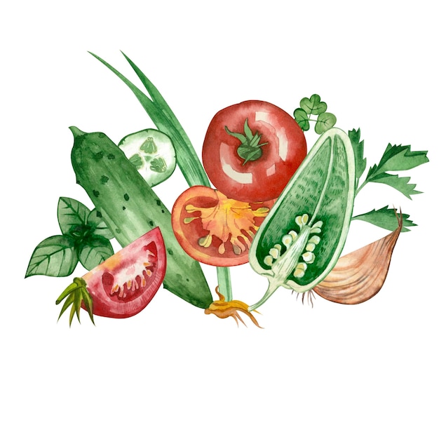 Composição aquarela de vegetais coloridos tomate pimenta salsa manjericão em um fundo branco
