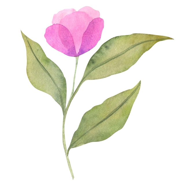 Composição aquosa de folhas e flores ilustração botânica desenhada à mão de flores e folhas na cor magenta