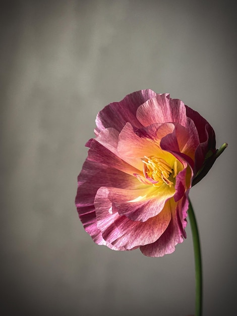 Composição artística de natureza morta de flor elegante Linda eschscholzia em fundo cinza mal-humorado Papel de parede vertical floral