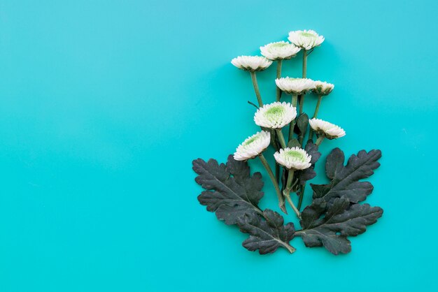 Composição com flores brancas em fundo azul