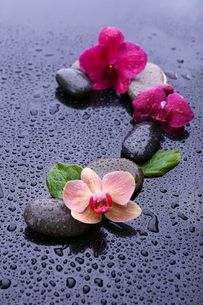 Composição com linda orquídea florescendo com gotas de água e pedras de spa em fundo cinza