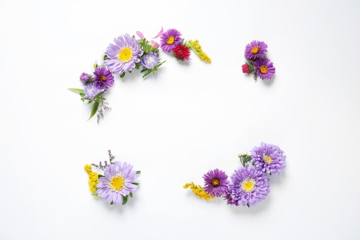 Foto composição com lindas flores de áster na vista superior de fundo branco espaço para texto