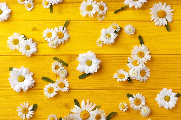 Composição com lindas flores de camomila na cor de fundo de madeira