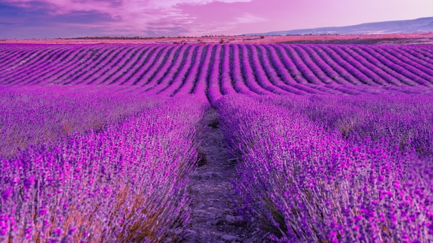 Composição com paisagem natural e cores de lavanda