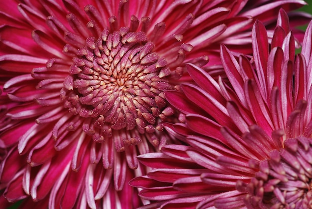 Composição criativa de grandes flores de crisântemo vermelho, com muitas pétalas