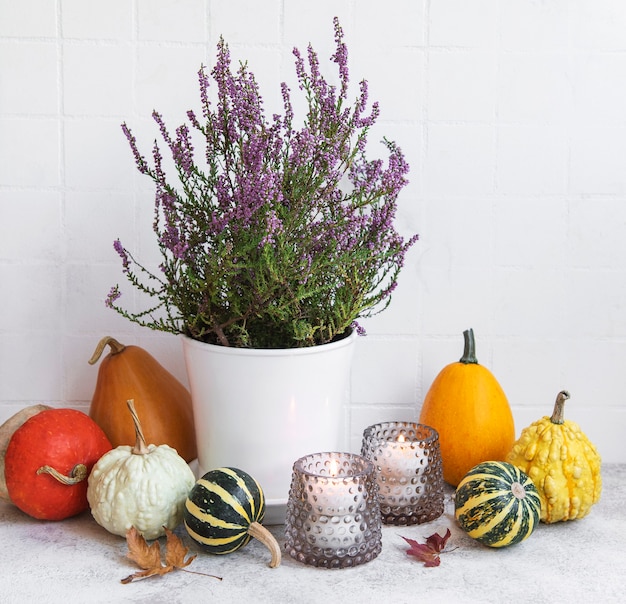 Composição criativa do dia de ação de graças de outono outono com abóboras laranja decorativas, velas e urze roxa.