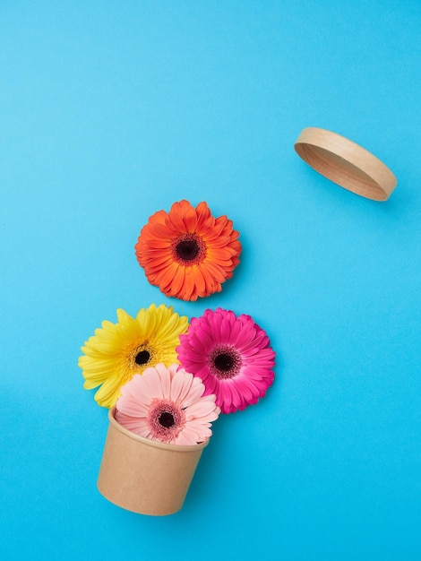 Composição criativa plana leiga no conceito de florescimento da primavera Flores gerbera amarelas e fúcsia laranja saindo de uma pequena tigela de papelão biodegradável aberta com a tampa em fundo azul liso