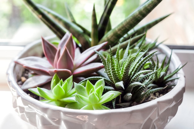 Composição da variedade de suculentas (echeveria red taurus, haworthia fasciata, sansevieria cylindrica) em vaso de cerâmica branca