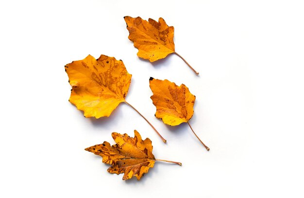 Foto composição das folhas secas da cor amarela e laranja do outono isoladas em um fundo branco. postura plana