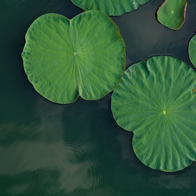 Composição das folhas verdes dos lótus no lago.