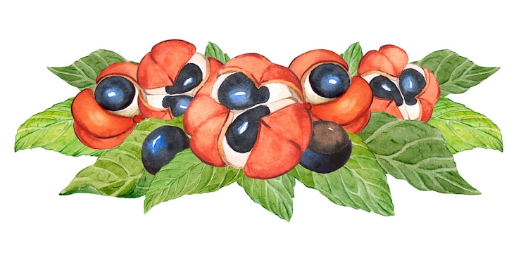 Foto composição de aquarela de guaraná superalimento orgânico guaraná paullinia cupana com folhas de ramo de planta frutas e sementes suplemento dietético fonte de bebida energética de cafeína ilustração botânica