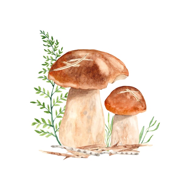 Composição de cogumelos Cogumelos Porcini isolados no fundo branco Ilustração em aquarela