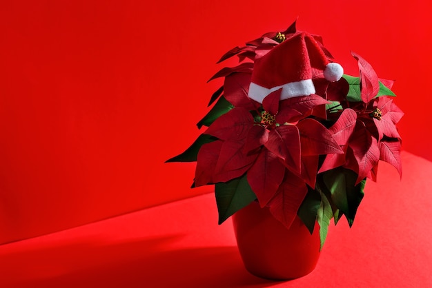 Composição de férias de belas poinsétias de flores vermelhas como um símbolo  do natal e o chapéu do papai noel no topo | Foto Premium