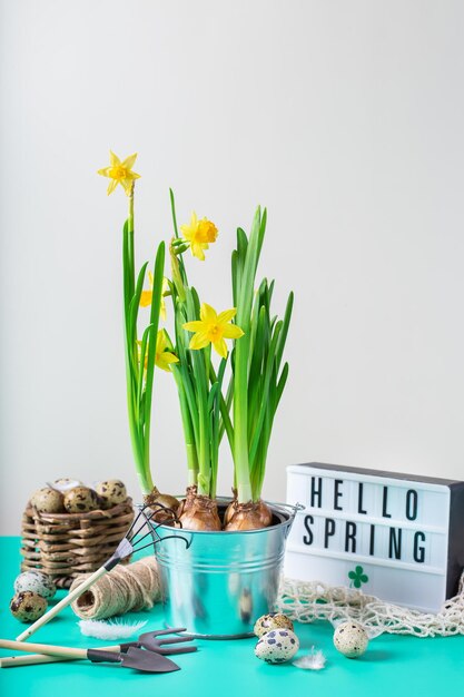 Composição de férias de Páscoa com flores de narciso e ovos de codorna