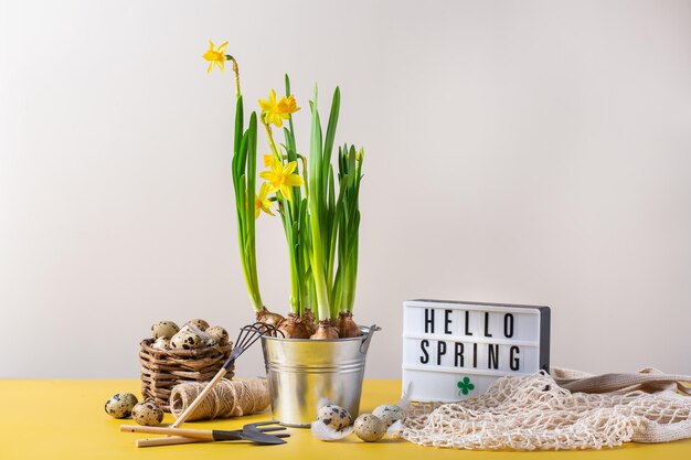Composição de férias de Páscoa com flores de narciso e ovos de codorna