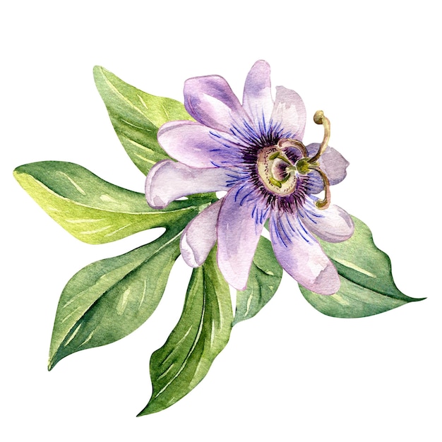 Composição de flor de maracujá e deixa ilustração em aquarela isolada em branco