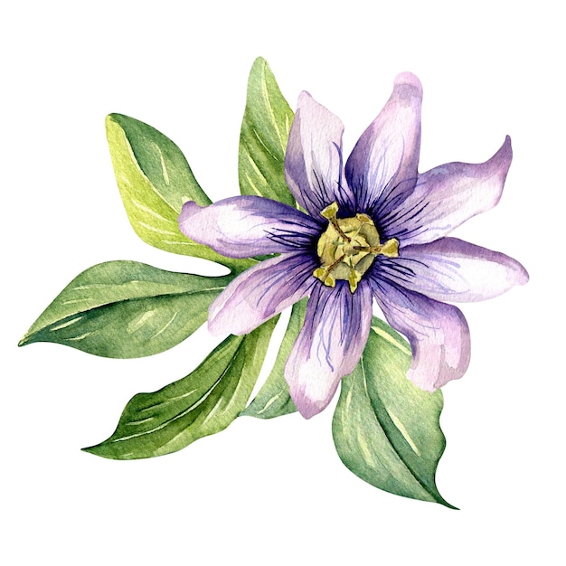 Composição de flor de maracujá e deixa ilustração em aquarela isolada em branco