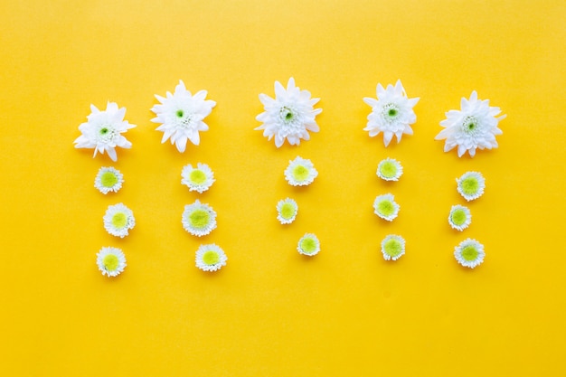 Composição de flores amarelas brancas. crisântemos em papel amarelo