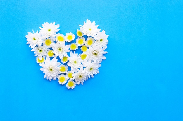 Composição de flores amarelas brancas. crisântemos em papel azul.