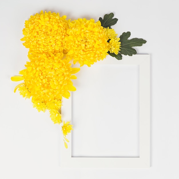 Foto composição de flores. borda branca com flores de margarida crisântemos amarelos em fundo branco. páscoa, outono, verão, conceito de primavera. camada plana, vista superior