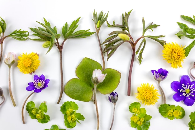 Foto composição de flores da floresta feitas com windflower hepatica coltsfoot e saxifrage dourado sobre fundo branco conceito de primavera cloeseup flat lay