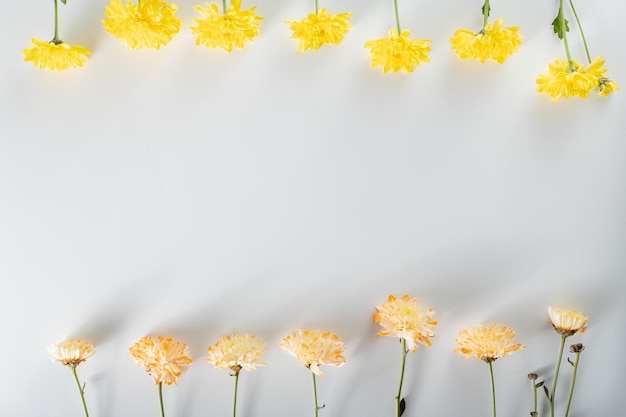 Composição de flores de crisântemo e cortador padrão e moldura feita de várias flores amarelas ou laranja e folhas verdes sobre fundo branco vista superior plana leiga espaço de cópia primavera verão conceito