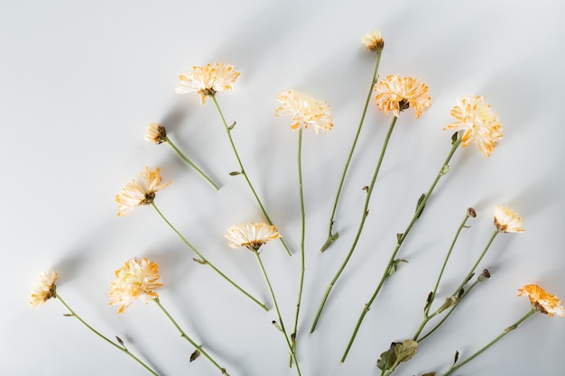 Foto composição de flores de crisântemo e cortador padrão e moldura feita de várias flores amarelas ou laranja e folhas verdes sobre fundo branco vista superior plana leiga espaço de cópia primavera verão conceito