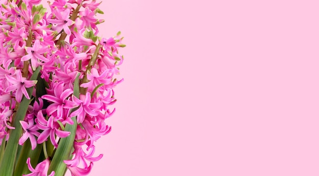 Composição de flores de primavera com flores de jacinto rosa em fundo rosa, lugar vazio para o texto à direita. cartão com plantas com flores perfumadas da primeira primavera.