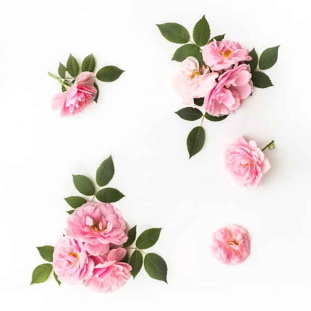 Composição de flores feita de rosas cor de rosa isoladas em fundo branco Design floral Espaço de cópia de vista superior plana