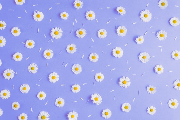 Foto composição de flores. flores de camomila em azul pastel