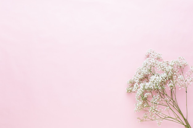 Composição de flores. Flores de gipsófila em fundo rosa pastel. Camada plana, vista superior, espaço de cópia