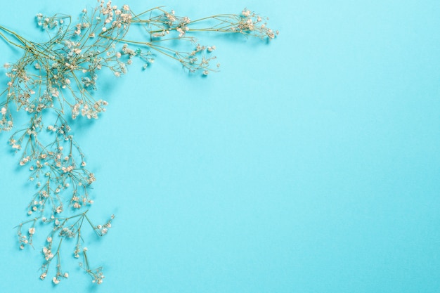 Composição de flores. gypsophila flores em azul pastel. vista plana, vista superior, copyspace