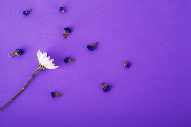 Composição de flores. Padrão feito uma flor branca e flores secas entre no fundo muito peri. Postura plana, vista superior, copie o espaço. minimalismo, dia dos namorados, um símbolo de amor