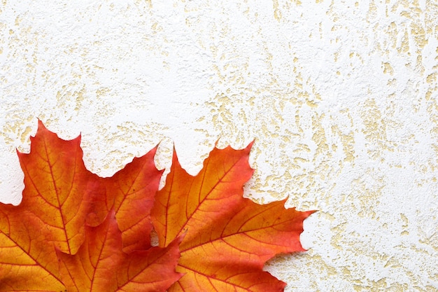 Composição de folhas vermelhas e amarelas de outono em fundo branco de concreto