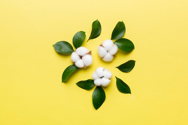 Composição de fundo plana floral de outono Ramo de flor de algodão macio branco seco com vista superior de folha verde em mesa colorida com espaço de cópia