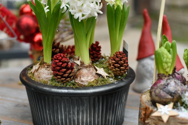 Composição de Natal com jacintos em uma panela