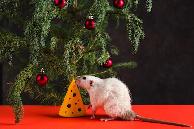 Composição de natal com um rato real. um rato perto de uma árvore de natal com brinquedos e queijo artificial.