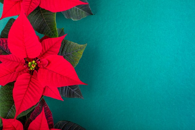 Composição de natal. decorações de natal verde, galhos de árvore do abeto com flores vermelhas sobre fundo verde