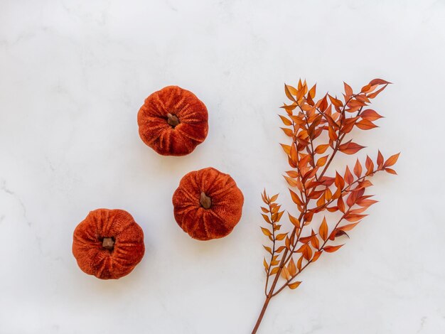 Foto composição de outono com abóboras de veludo de cor laranja escura e galho seco laranja em fundo branco outono outono conceito de halloween composição ampla de ação de graças