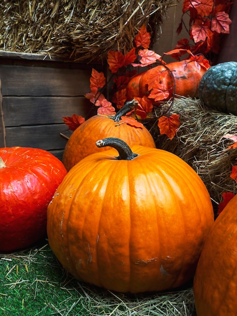 Composição de outono com abóboras e outros elementos Colheita de Ação de Graças Halloween