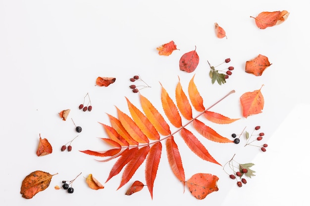 Composição de outono feita de folhas coloridas secas de outono e bagas de chokeberry, espinheiro no fundo branco. Outono, conceito de outono. Camada plana, vista superior, espaço de cópia