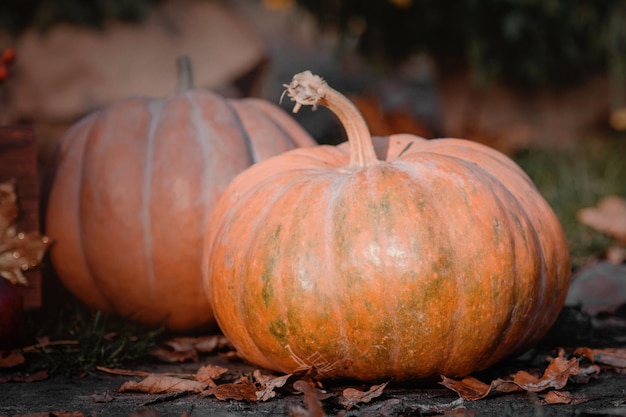 Composição de outono Halloween e decoração de Ação de Graças Abóboras